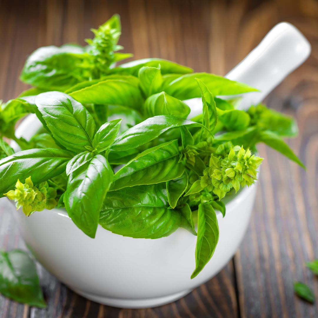 Benefits of Basil Oil For Hair Growth and Skin Rejuvenation