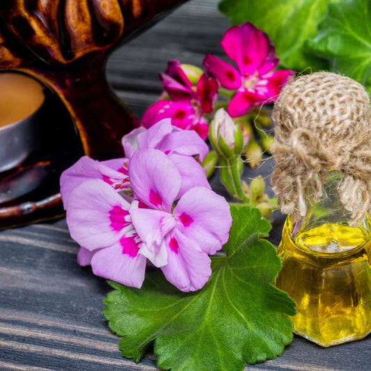 Benefits of Geranium Oil For Hair Growth and Skin Treatment