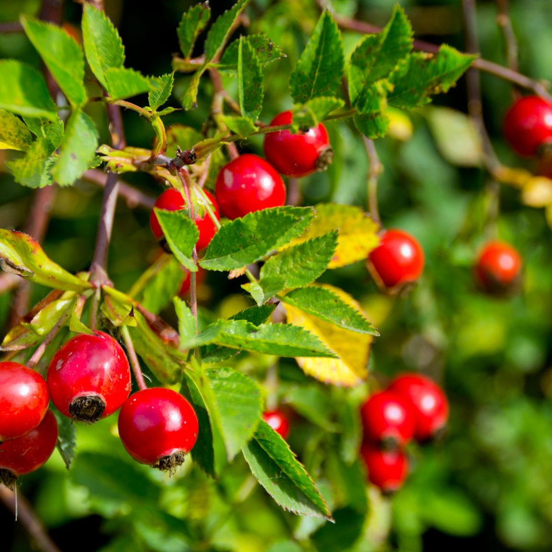 Benefits of Rosehip Oil For Hair Growth and Skin Treatment