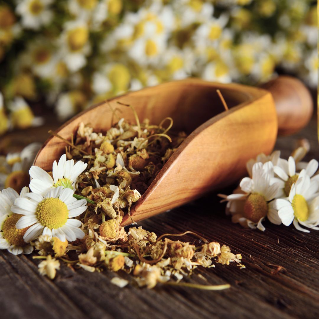 Benefits of Chamomile Oil For Hair Growth and Skin Treatment